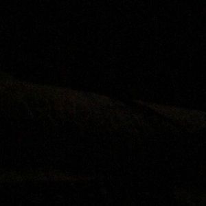 Meet your Posher, Brady